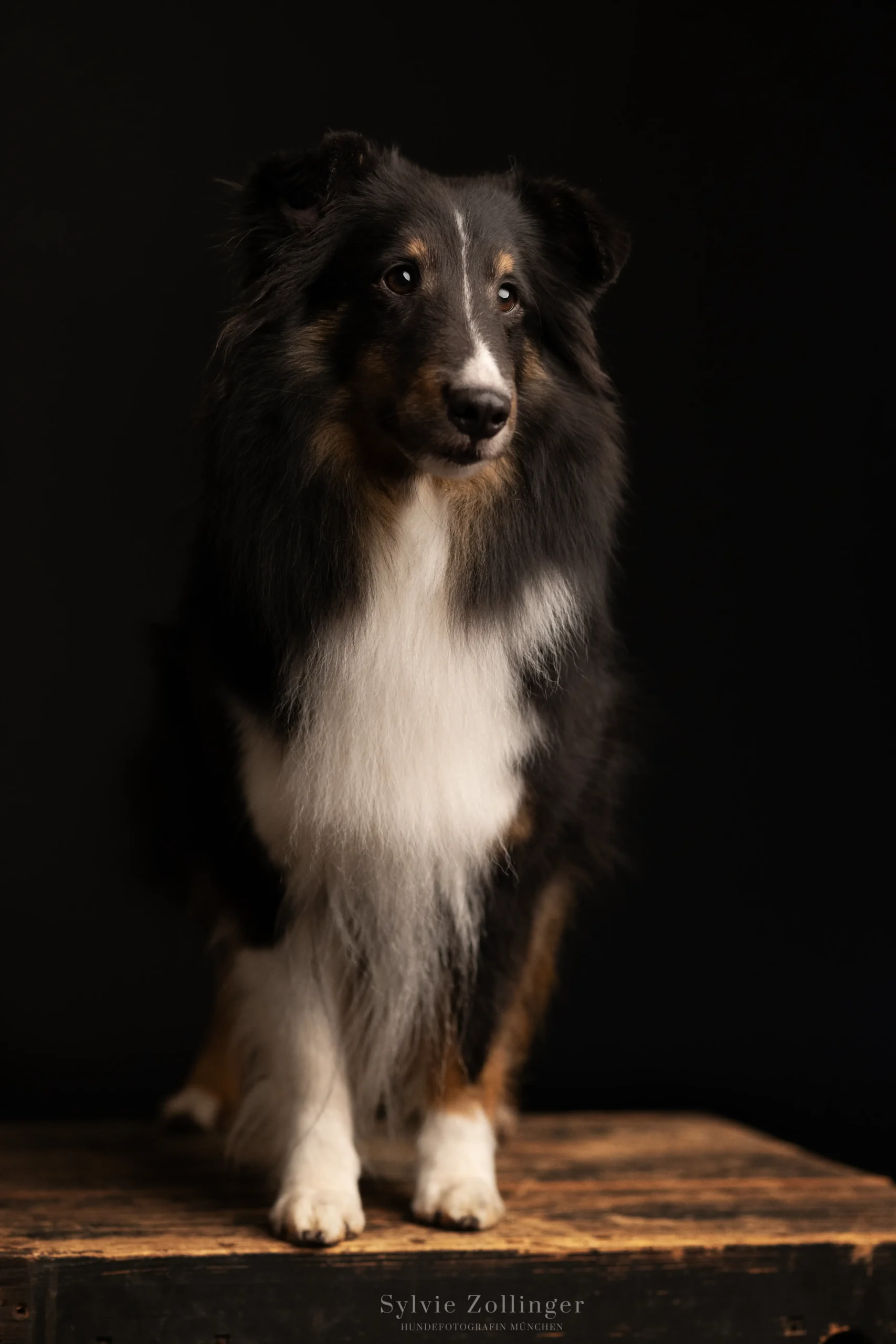 Studioshooting Hundefotografie