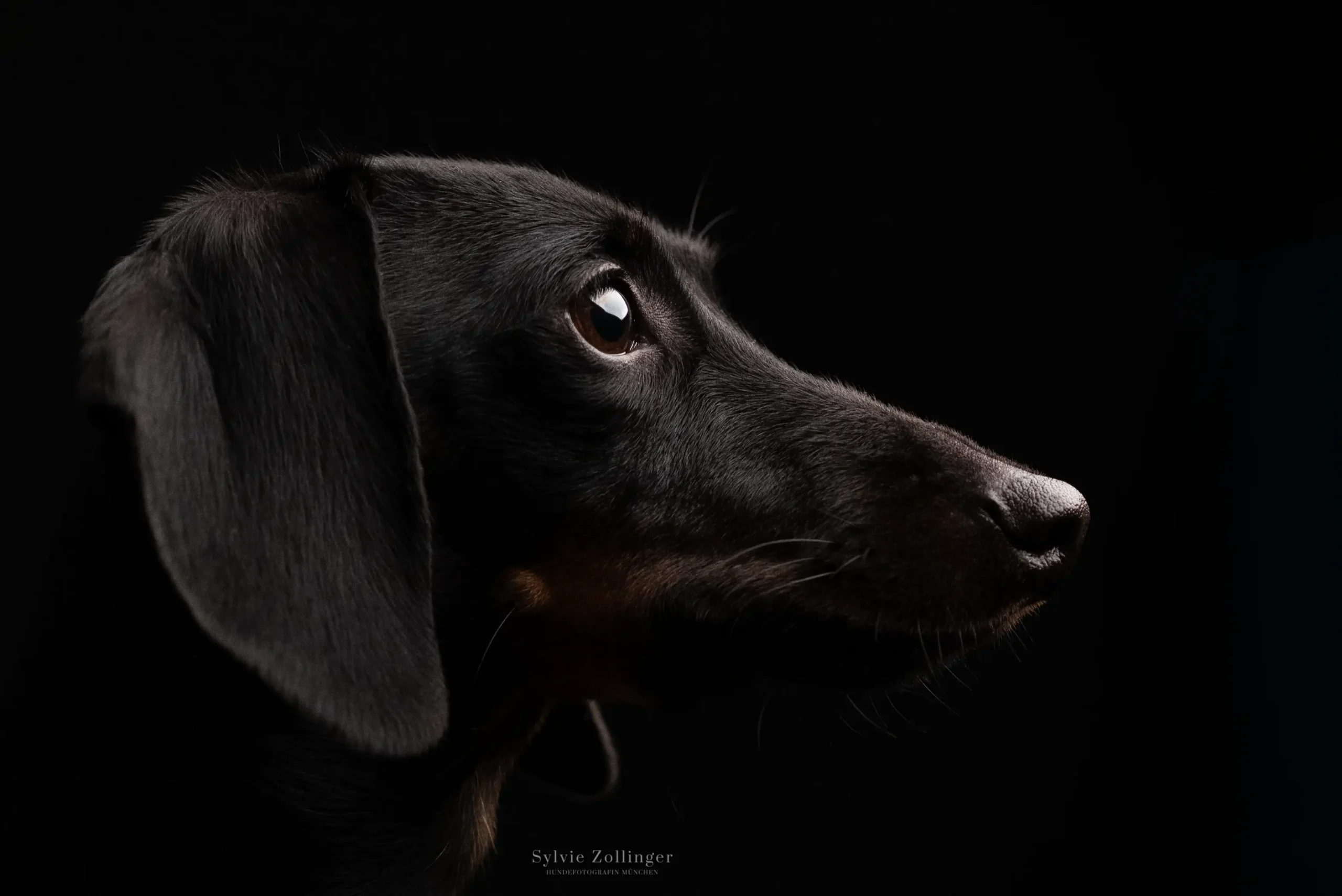 Studioshooting Hundefotografie