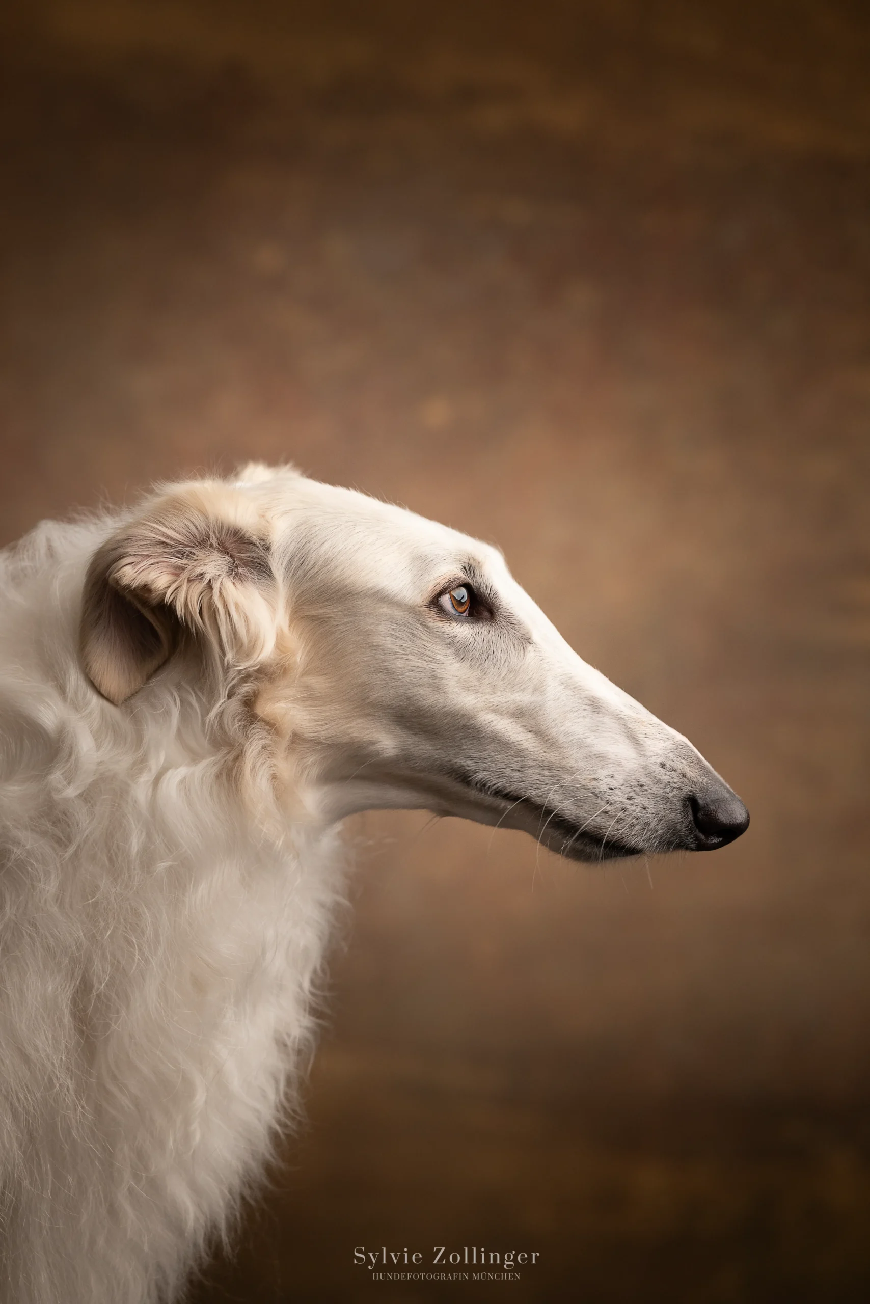 Studioshooting Hundefotografie