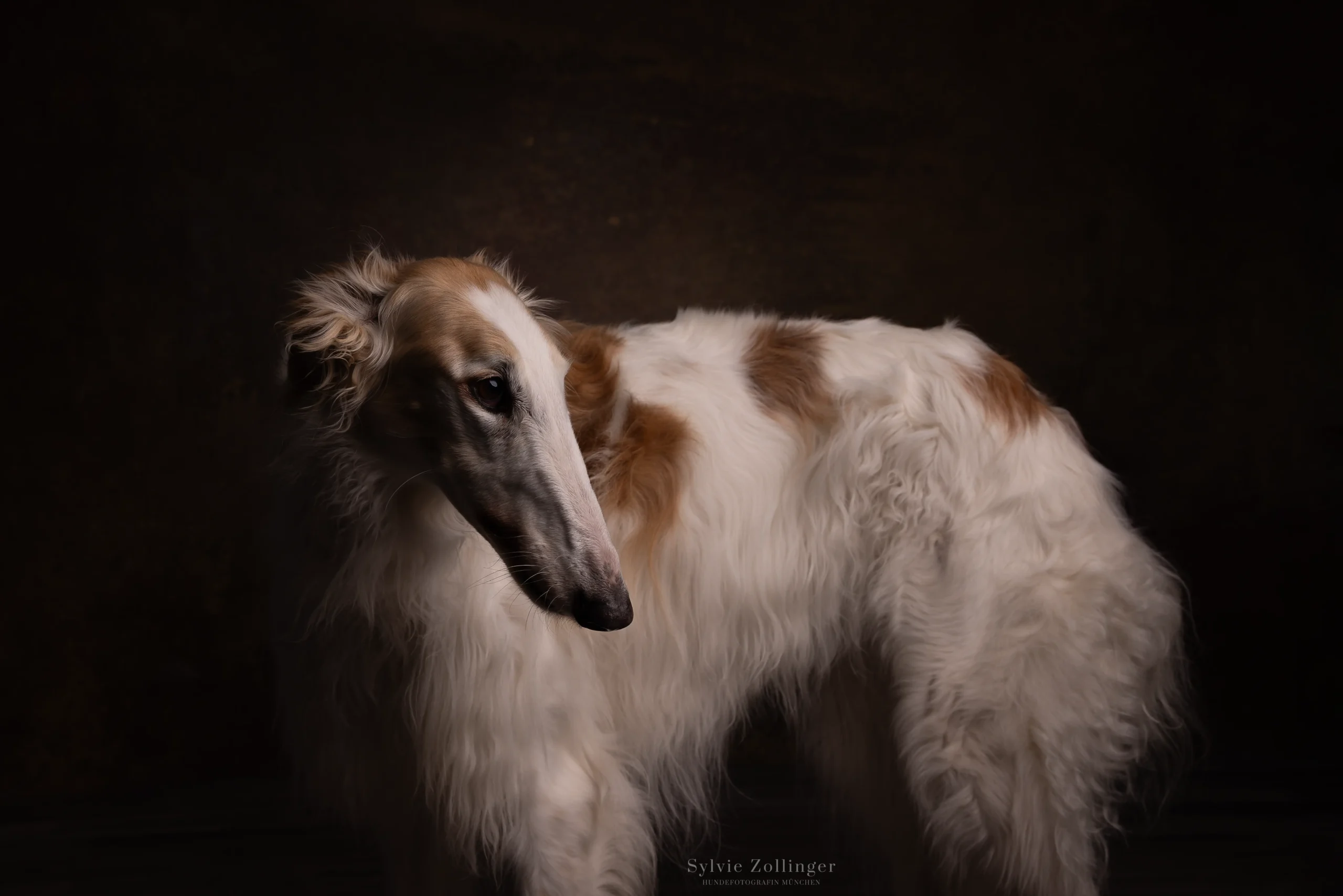 Studioshooting Hundefotografie