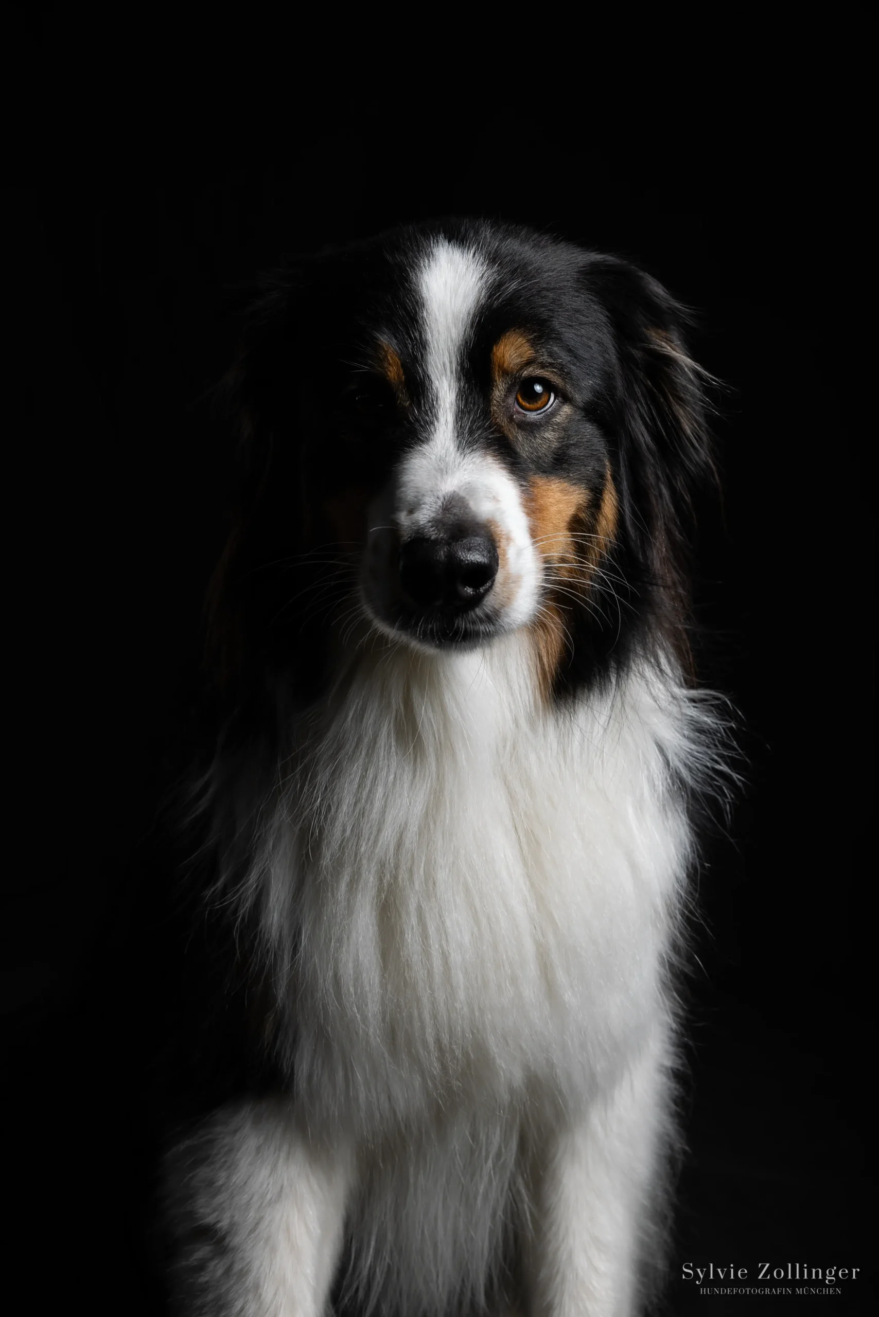 Studioshooting Hundefotografie