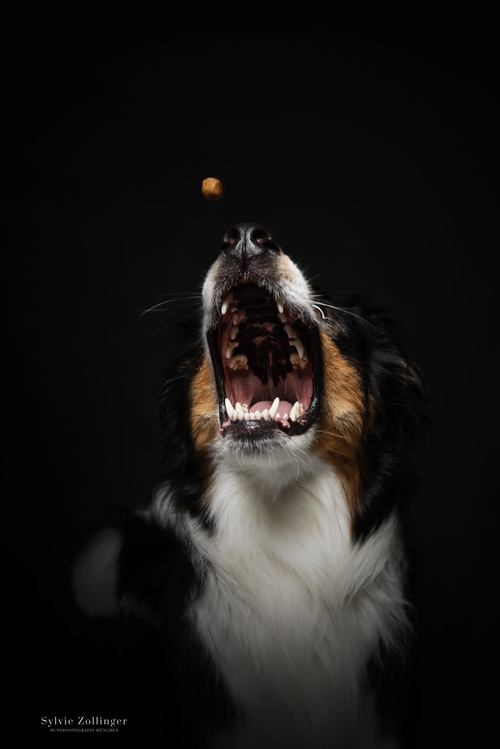 Studioshooting Hundefotografie