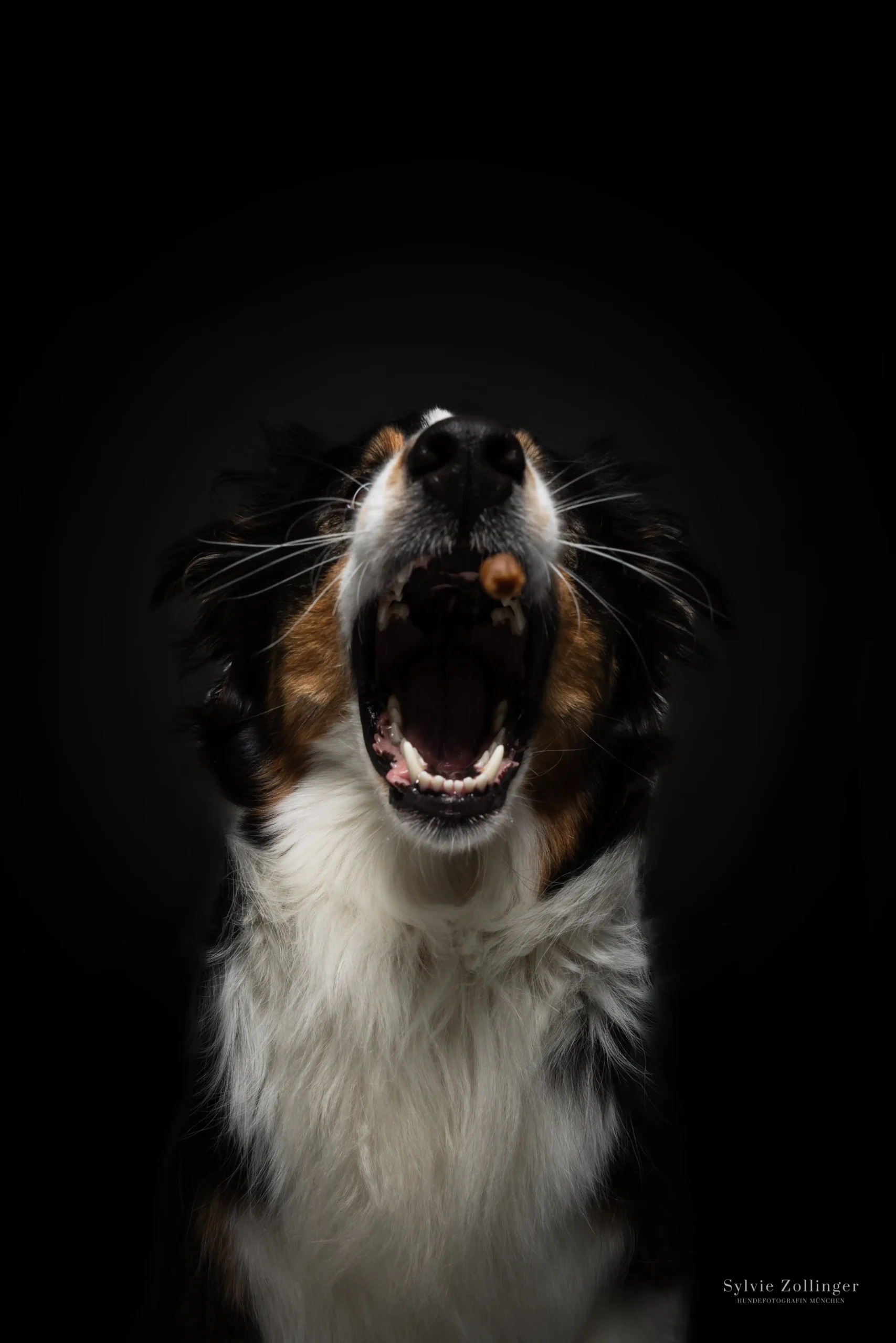 Studioshooting Hundefotografie