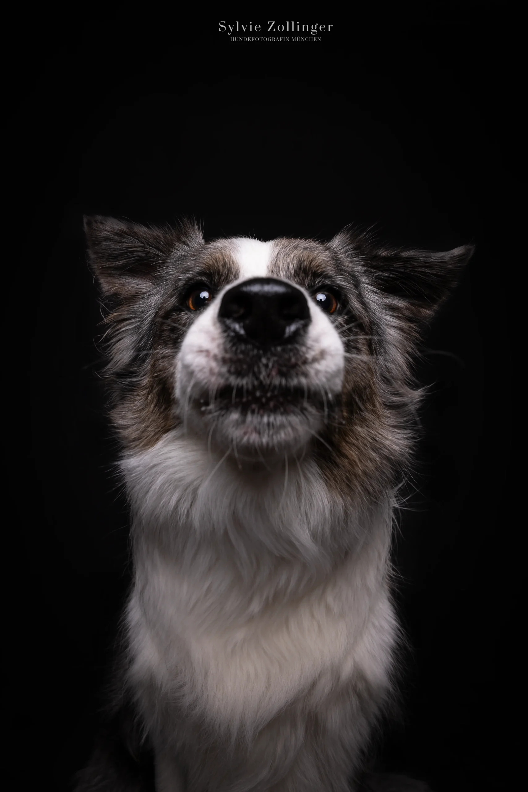 Wauw- Das Hundefotostudio 19 Studioshooting Hundefotografie