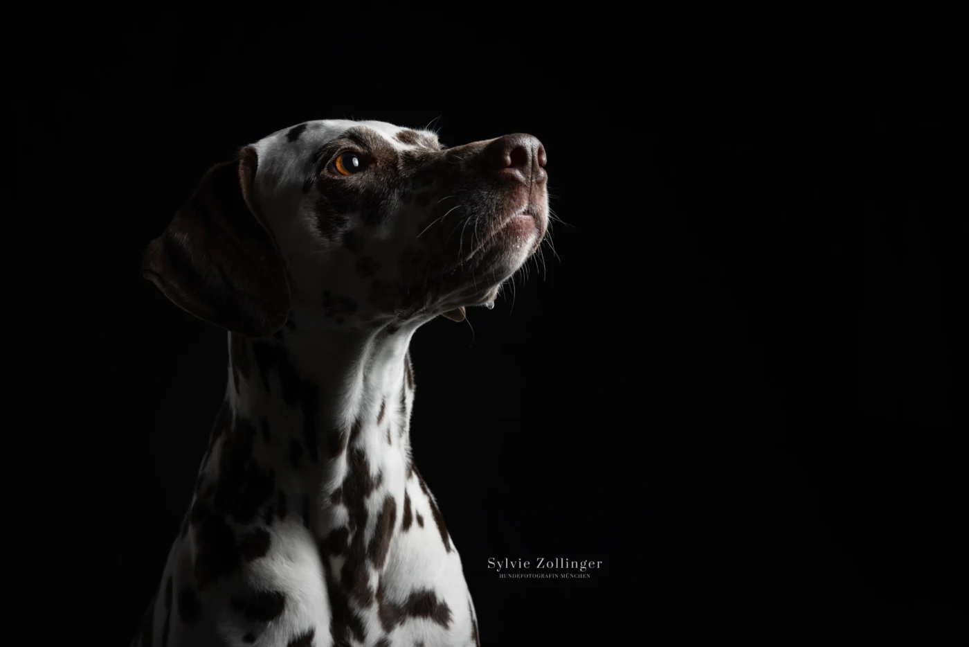 Studioshooting Hundefotografie