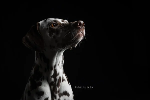 Studioshooting Hundefotografie