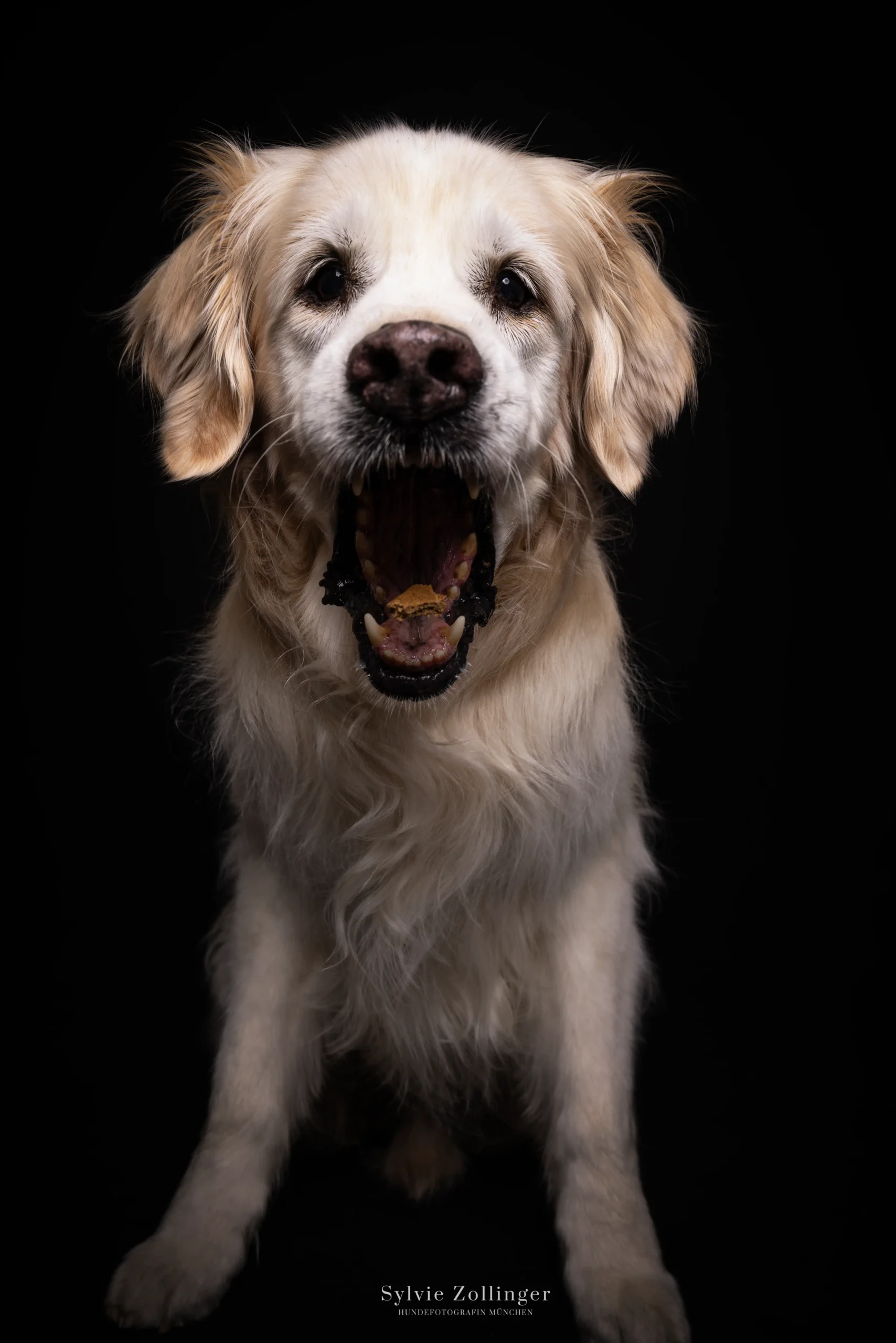 Wauw- Das Hundefotostudio 17 Studioshooting Hundefotografie Schnappbilder