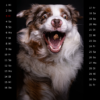 Snap-Dog-Kalender