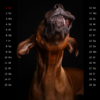 Snap-Dog-Kalender