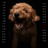 Snap-Dog-Kalender 2025 – Bild 13
