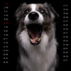 Snap-Dog-Kalender