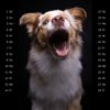 Snap-Dog-Kalender