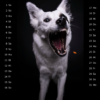 Snap-Dog-Kalender