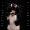 Snap-Dog-Kalender