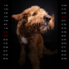 Snap-Dog-Kalender