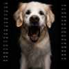 Snap-Dog-Kalender