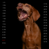 Snap-Dog-Kalender