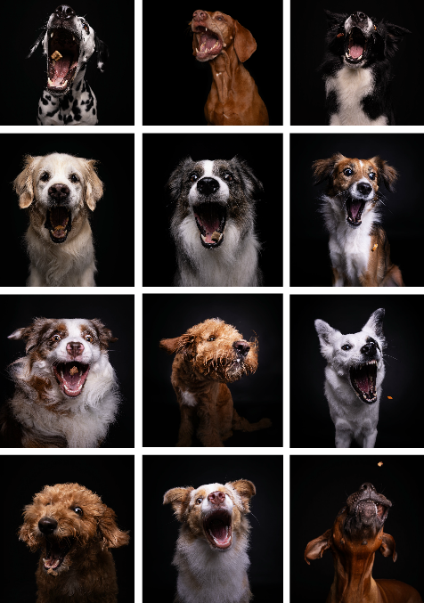 Snap-Dog-Kalender